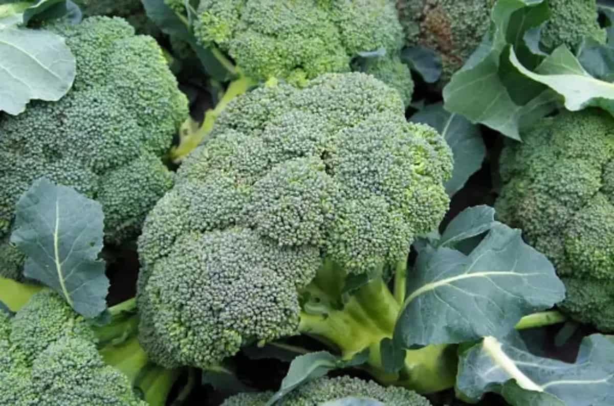 How To Grow Broccoli In Your Home Garden? 6 Tips To Remember