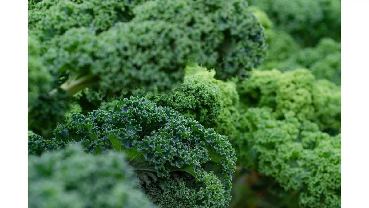 From Curly To Siberian: Discover The Kale Idoscope Of Nutrition 