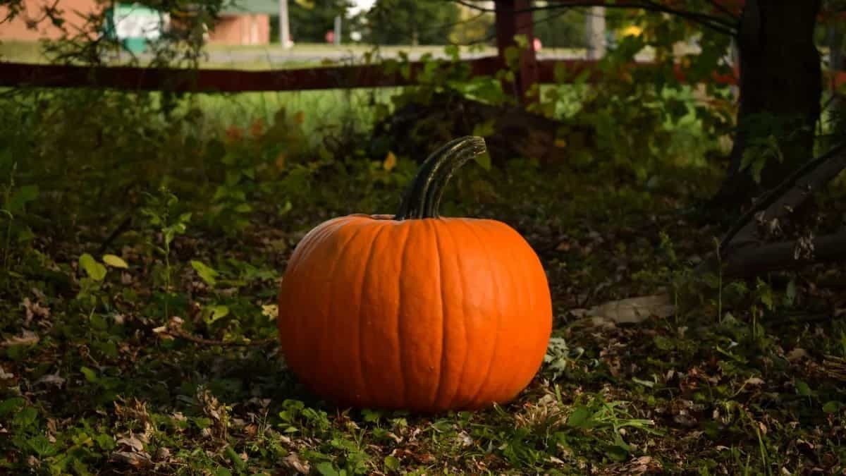 Why You Should Be Eating More Pumpkins This Summer