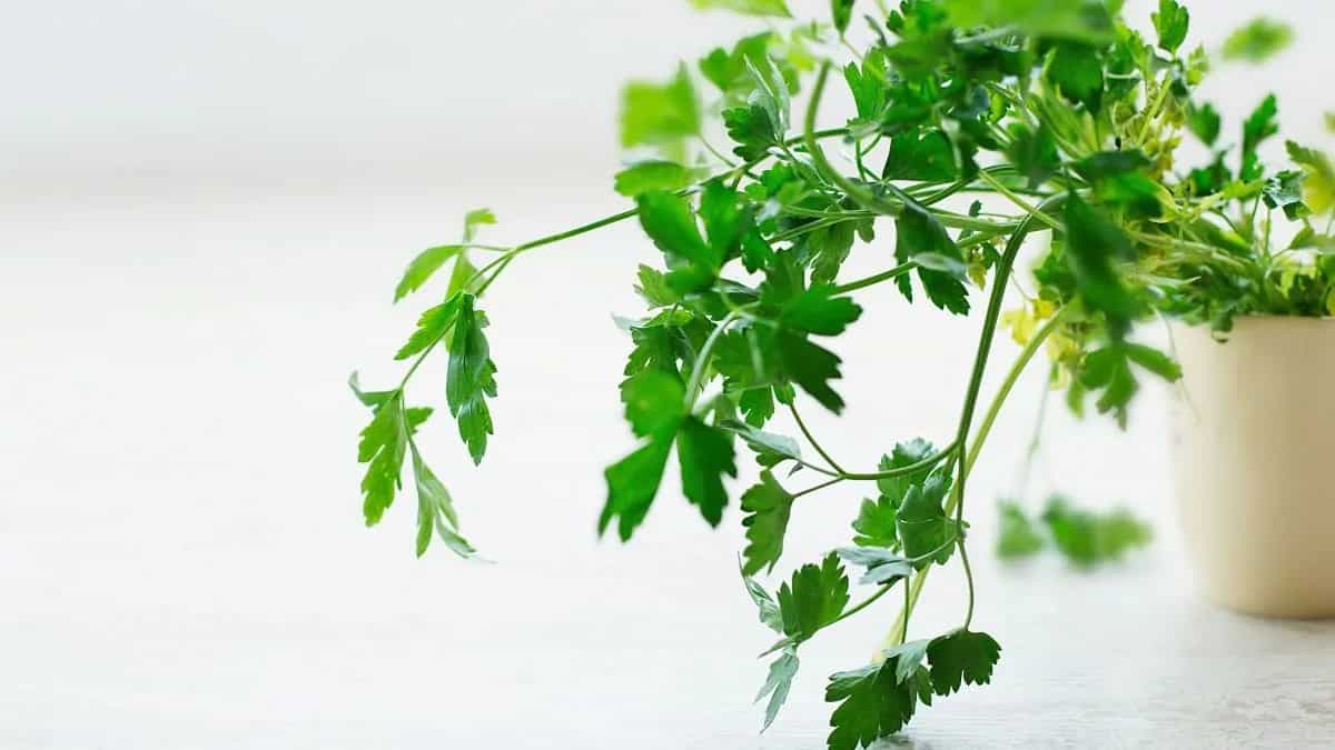 Growing Parsley At Home: Essential Tips To Keep In Mind