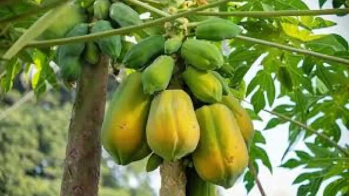 How To Grow Papaya From Seed At Home