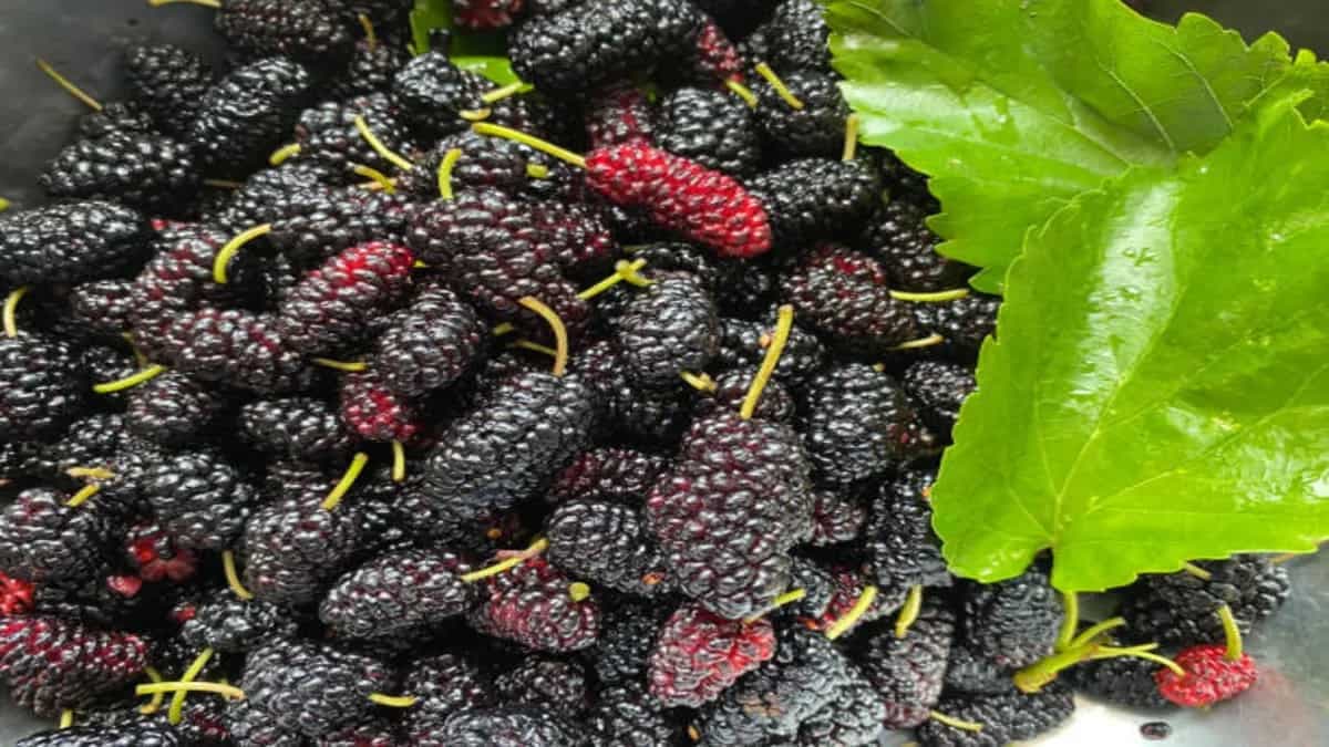 Shahtoot: Health Benefits Of This Seasonal Berry 