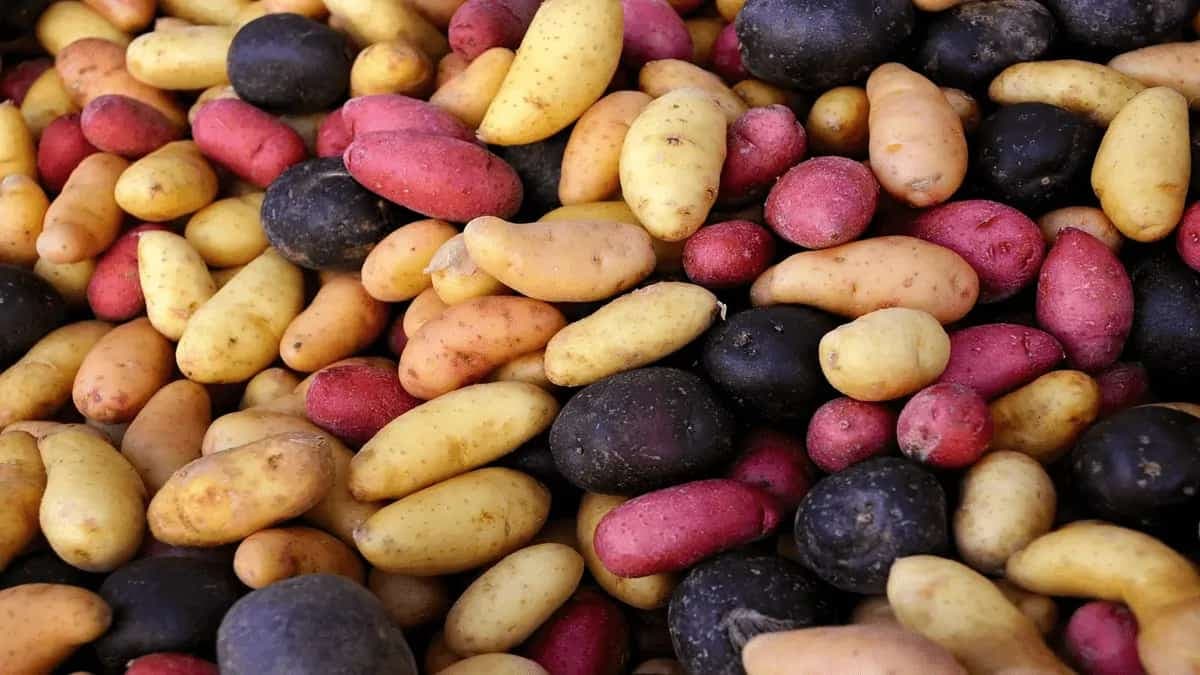 All About Potatoes; From Sizes, Shapes To Different Varieties