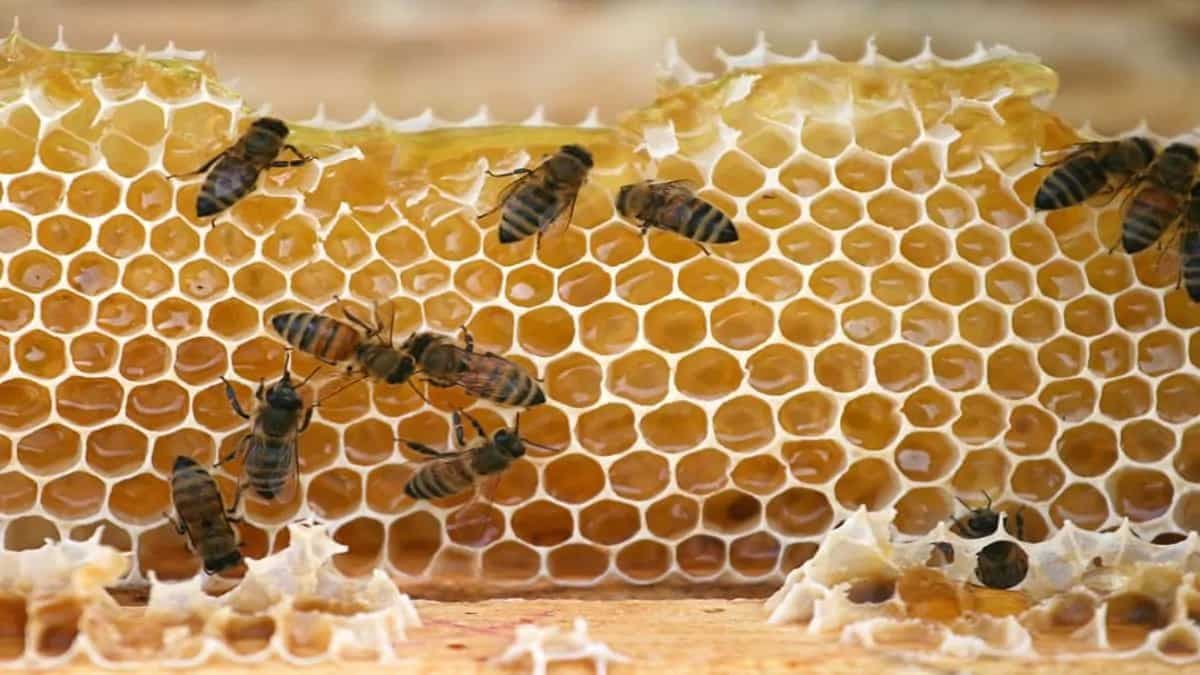 Indian Honey And Bee Products: Unveiling Health Benefits