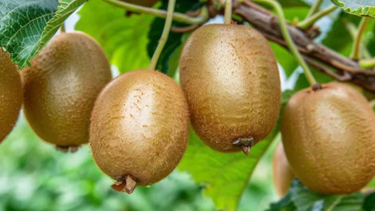 How To Grow Kiwi In Your Kitchen Backyard