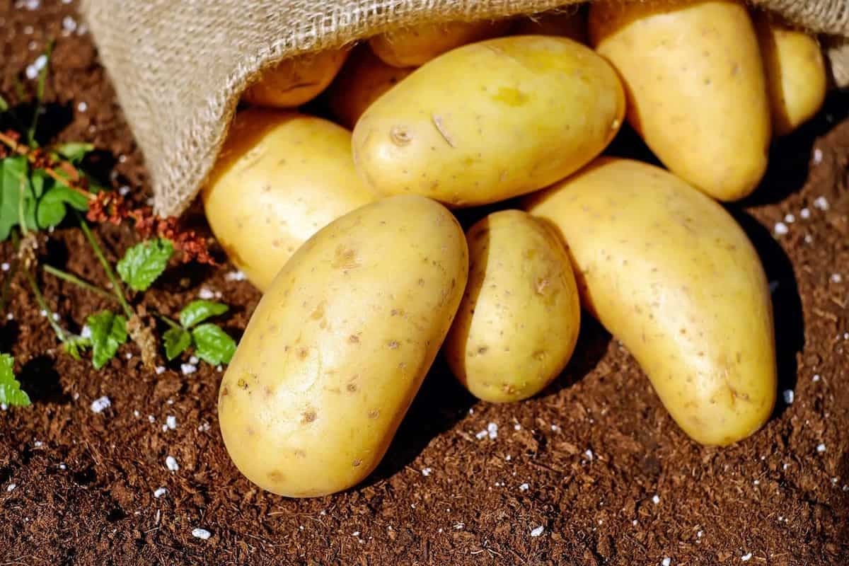 Potato Power: 8 Healthy Reasons To Indulge In The Tuber