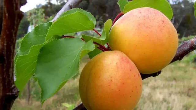 How To Grow Apricots In Your Kitchen Garden? Step-By-Step Guide