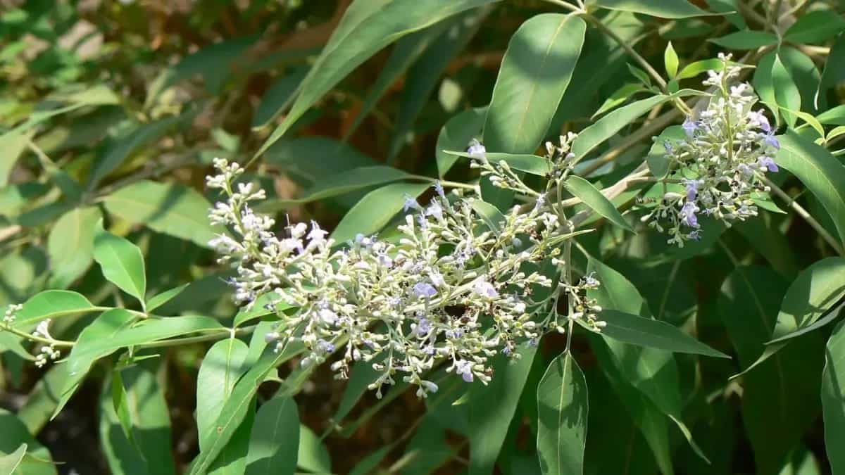 Fence Decorations With Foliages To Make Your Kitchen Garden