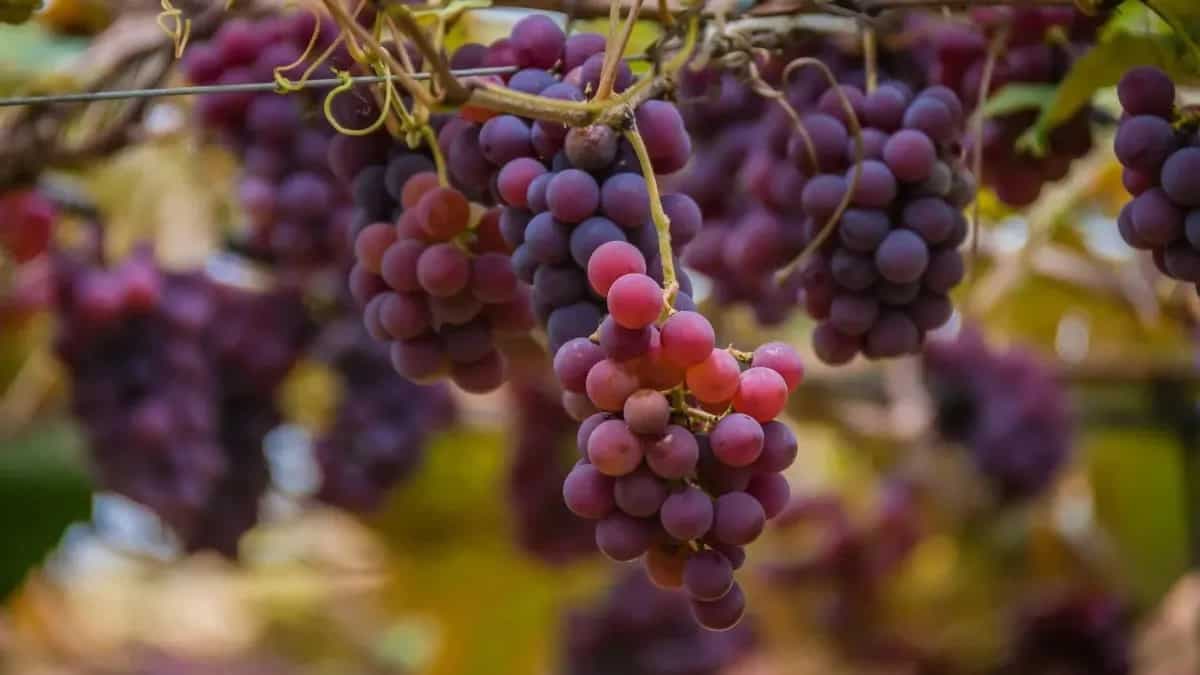 How To Grow Grape Vines Indoor? Step-By-Step Guide