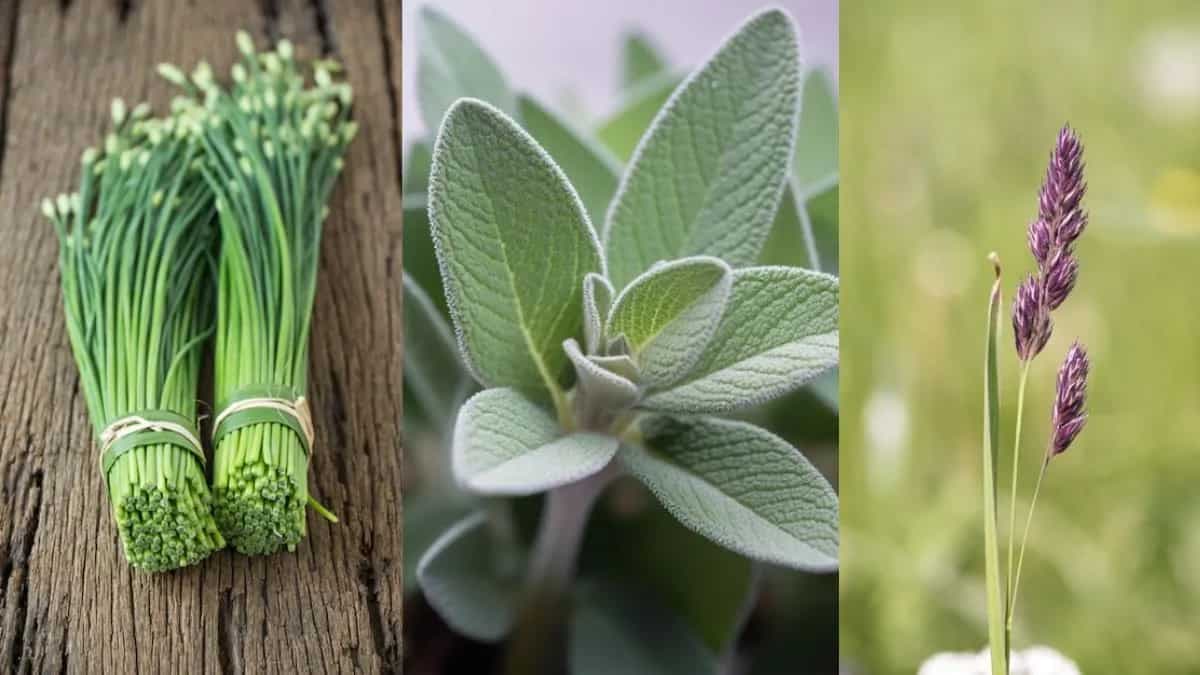 Top 7 Perennial Herbs To Plant For A Thriving Home Garden