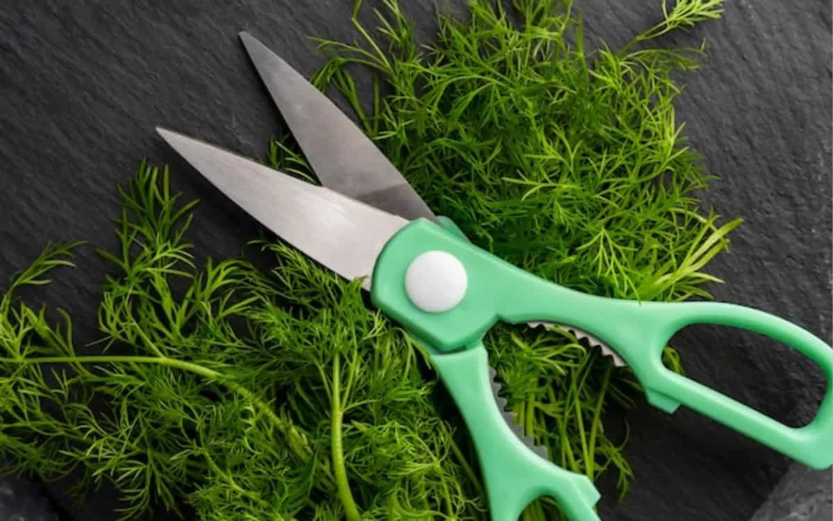 Top 5 Vegetable Cutting Scissors