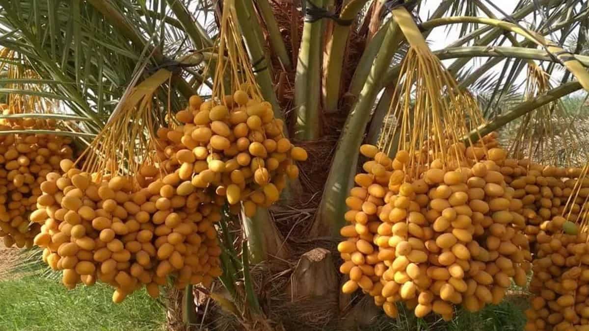 Desert Of Dates: Why Eating Barhi Dates From Kutch Should Matter