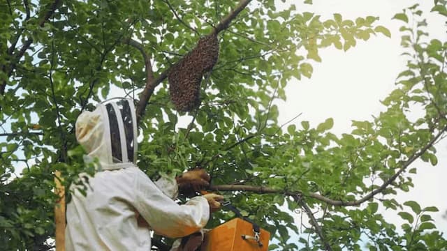 Sundarban Honey Earns GI Tag For India Over Bangladesh