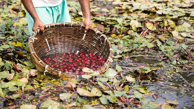 Growing Water Chestnuts At Home: Essential Tips To Keep In Mind