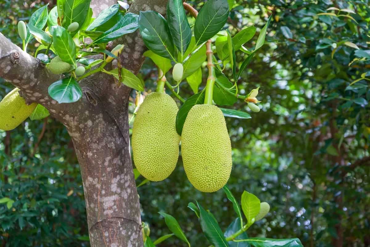 Health Benefits Of Jackfruit And Why You Must Have It