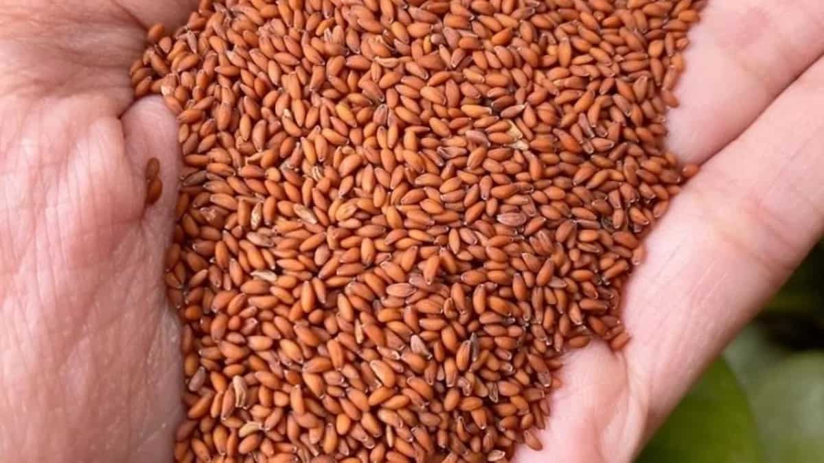 What Are Aliv Seeds and How Are They Beneficial For Your Health
