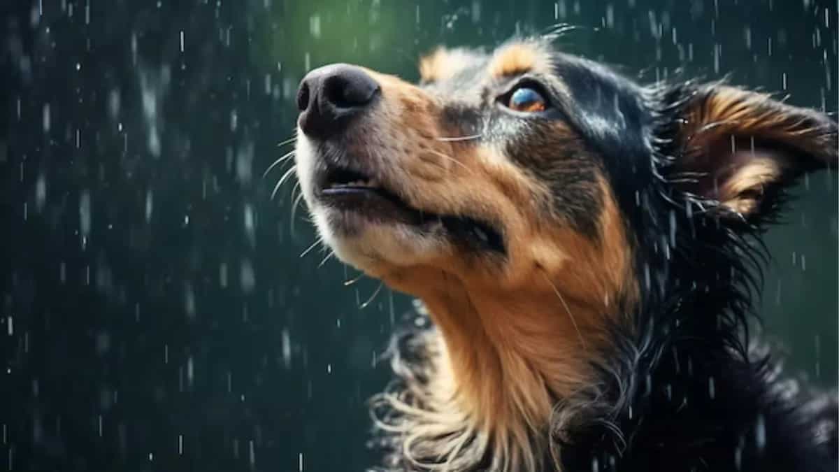 Monsoon Pet Care: How To Keep Your Furry Friends Safe  