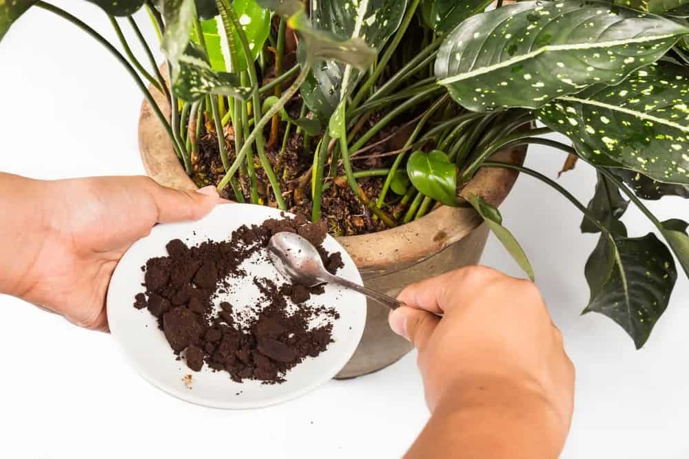 Zero Waste: Find Out Ways To Reuse Coffee Grounds