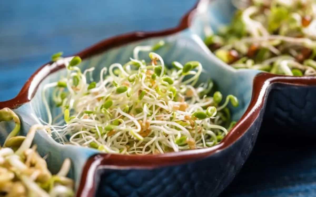 Top 7 Sprout Maker For A Flavorful And Nutritious Diet