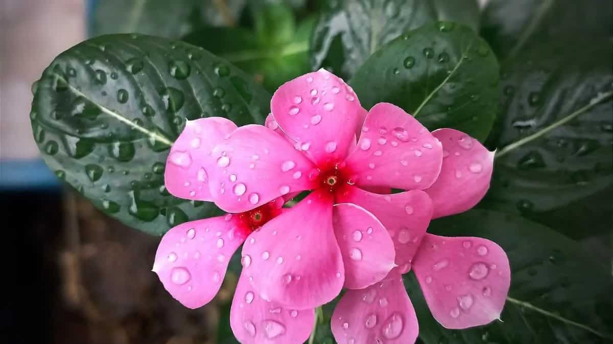 Health Benefits Of Nayantara Flower: A Floral Remedy