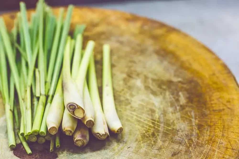 Growing Lemongrass At Home? Avoid These 6 Common Mistakes