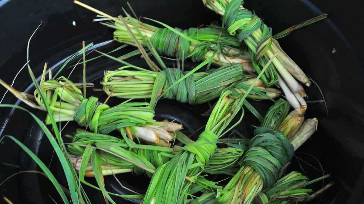 Growing Lemongrass At Home: Essential Tips To Keep In Mind