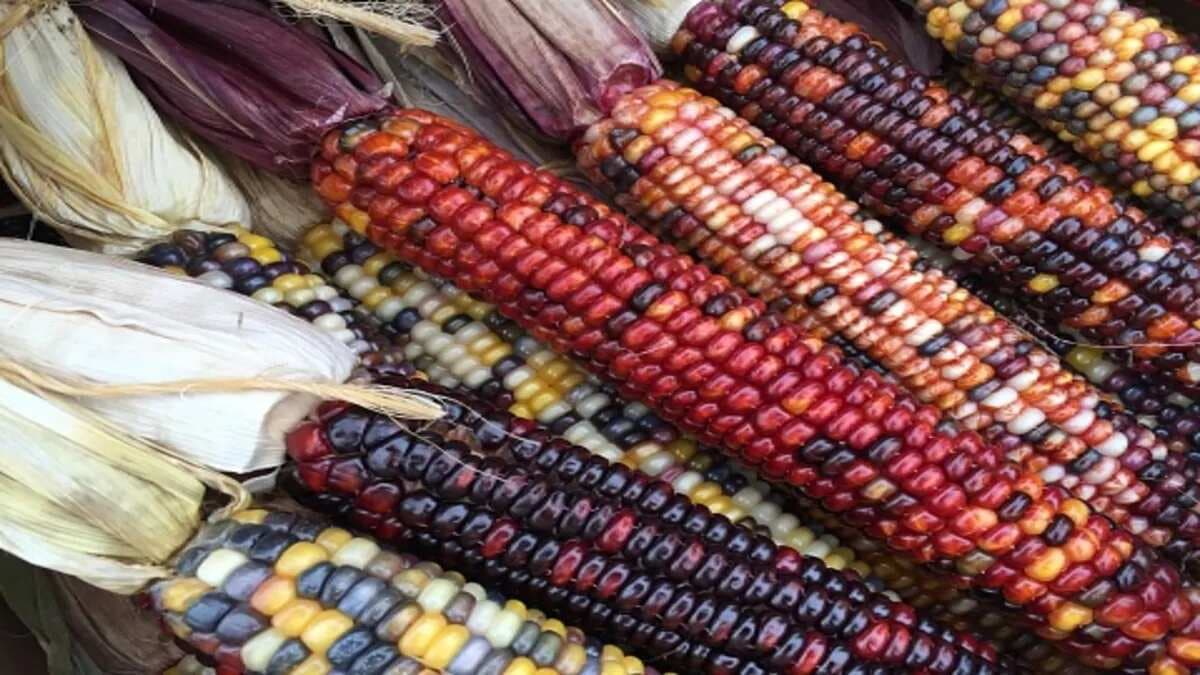 Heard Of These Coloured Corns From North East? 