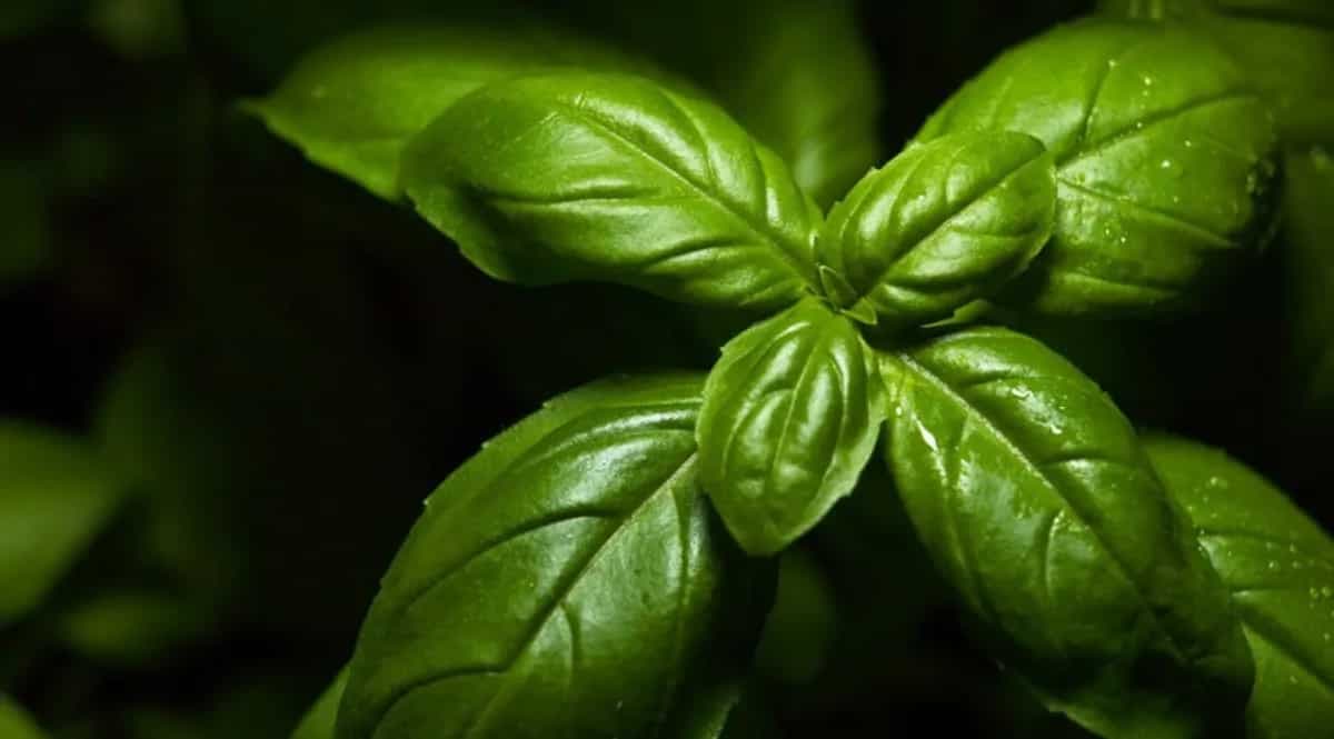 Growing Basil (Tulsi) In Containers: Tips For Urban Gardeners