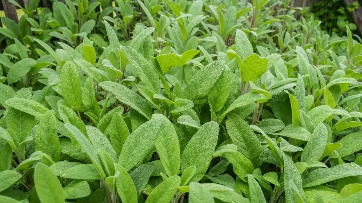 Growing Sage At Home: Essential Tips To Keep In Mind