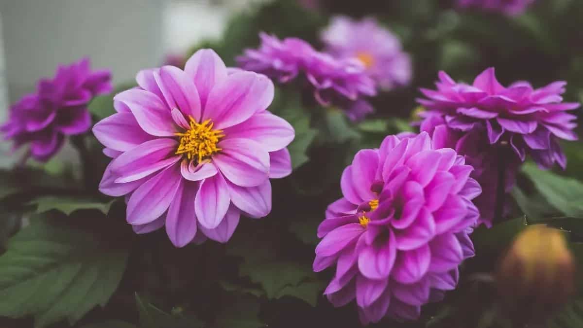 Delicious Edible Flowers To Plant In Your Vegetable Garden