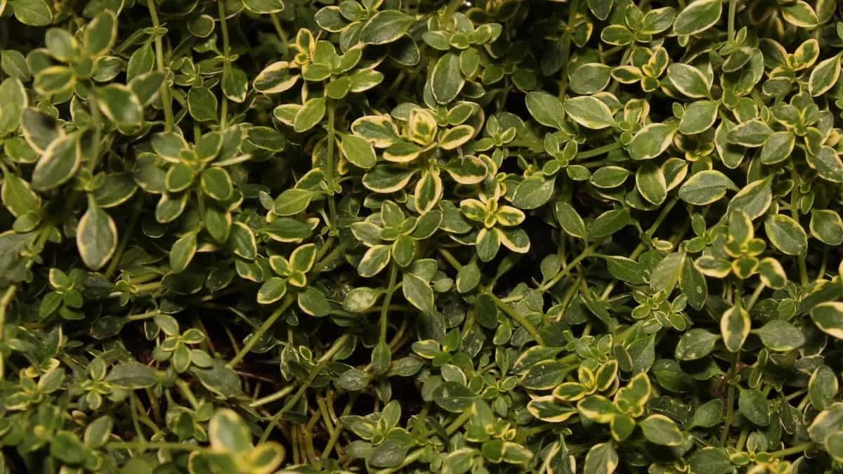 How To Grow A Lemon Thyme Plant At Home