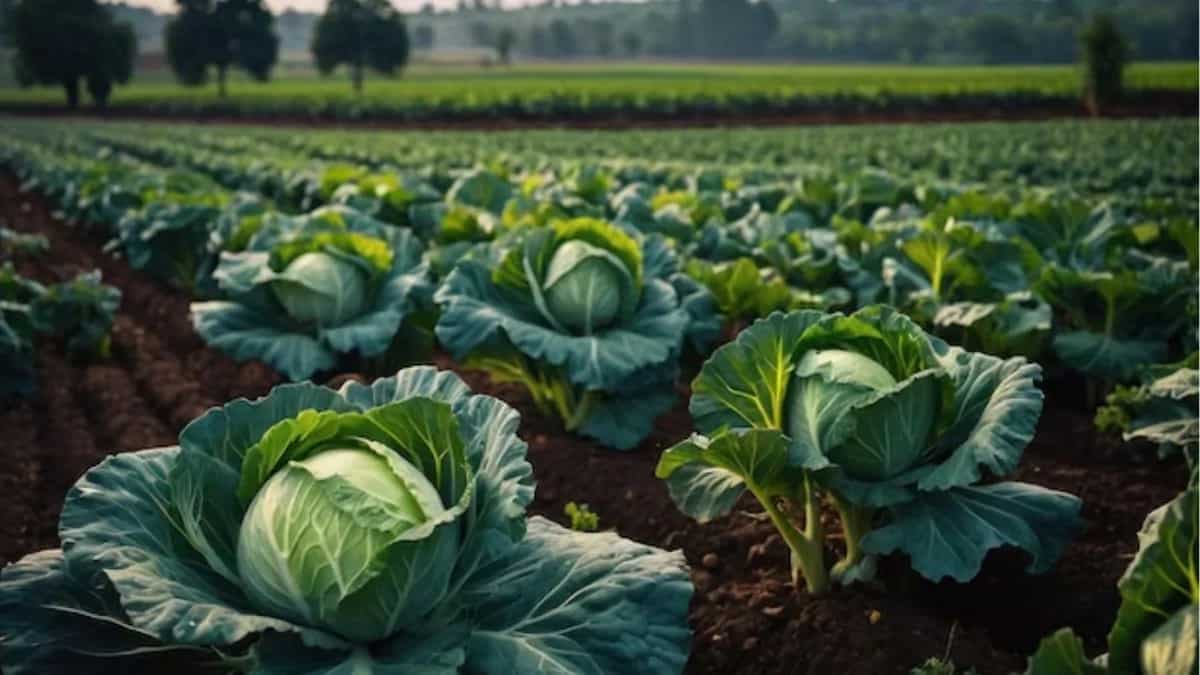 Tips To Grow Cabbage Plants In Your Kitchen Garden At Home