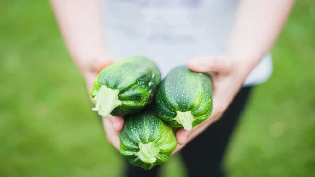 How Are Zucchini And Cucumber Different Despite Looking The Same