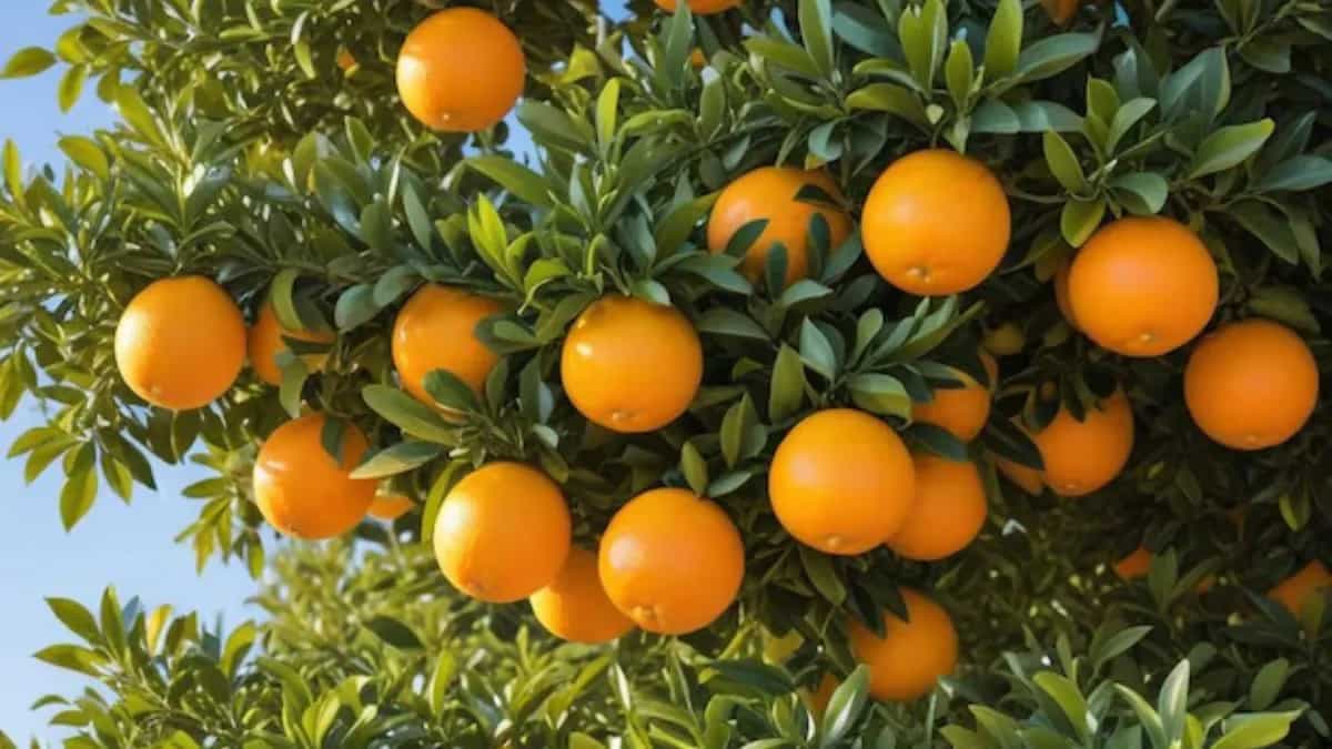 How To Grow An Orange Tree In Your Kitchen Garden