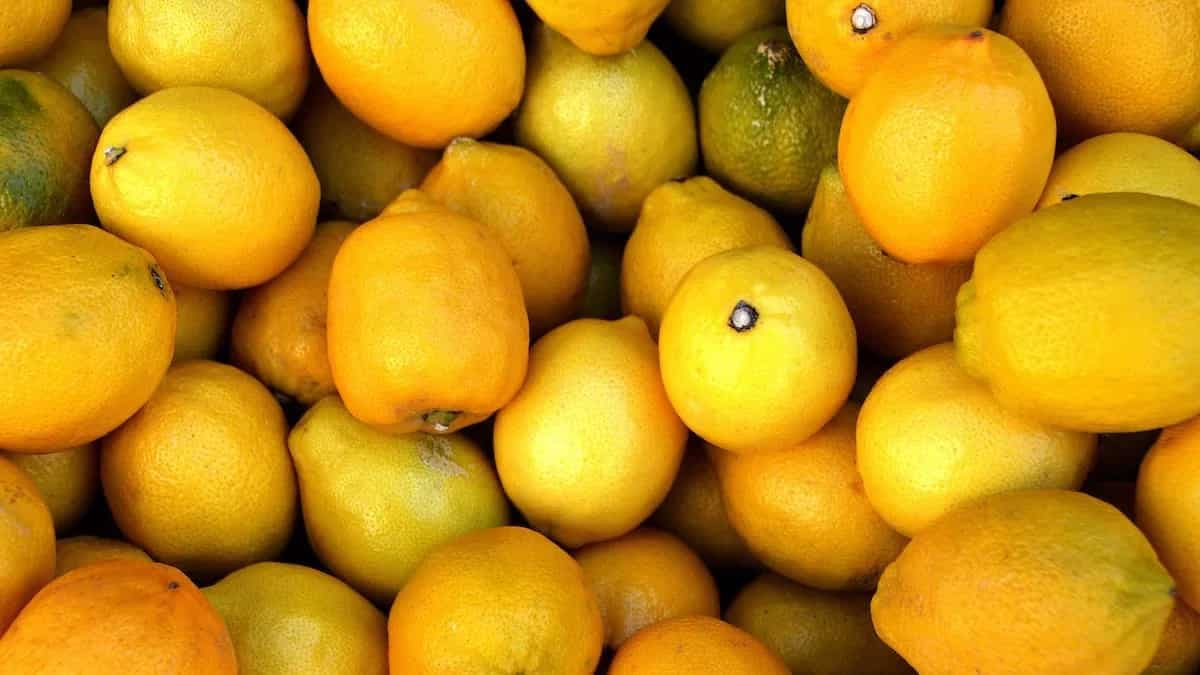 Tracing the Origins of "Melon," "Lemon," and "Melopepon"