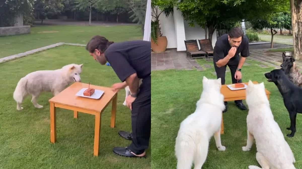 MS Dhoni's Paw-Perfect Birthday; His Post Wins Hearts