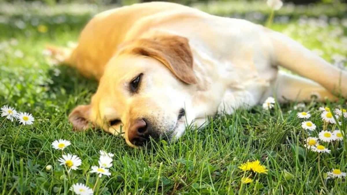 Why Dogs Eat Grass: Common Reasons and What It Means