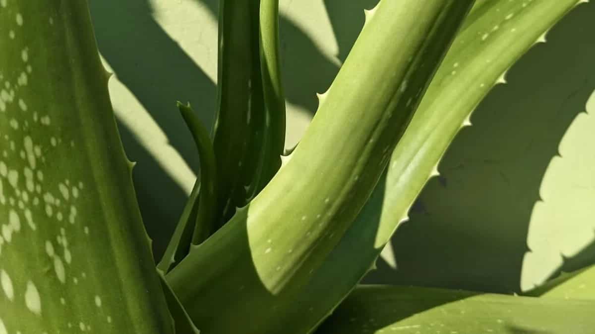  From Skincare To Oral Health: Health Benefits Of Aloe Vera