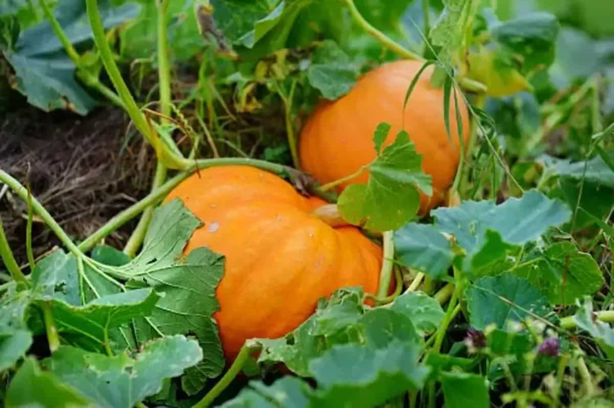 How To Grow Pumpkins In Your Home Garden - A Beginner's Guide