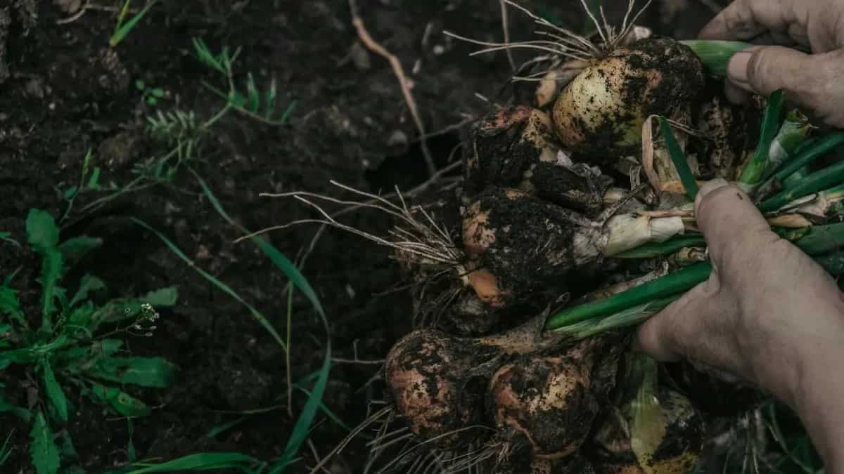 How To Grow Onions In Pots? Learn Basics 101