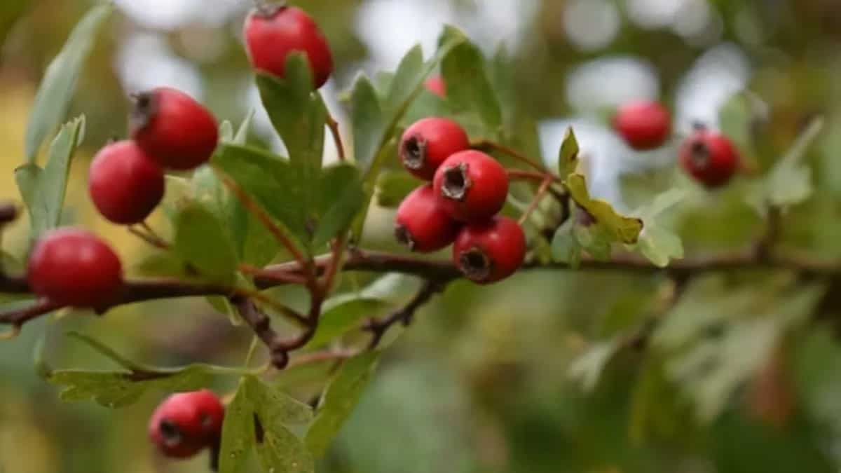 Exploring The Health Benefits Of Hawthorn Berries