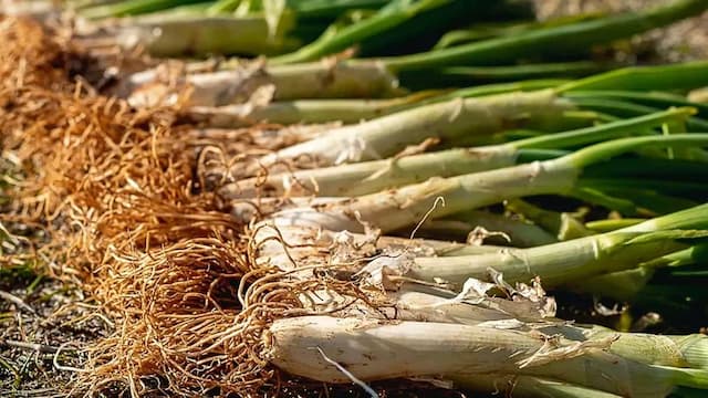 Easy Guide To Growing Leeks In Your Kitchen Garden