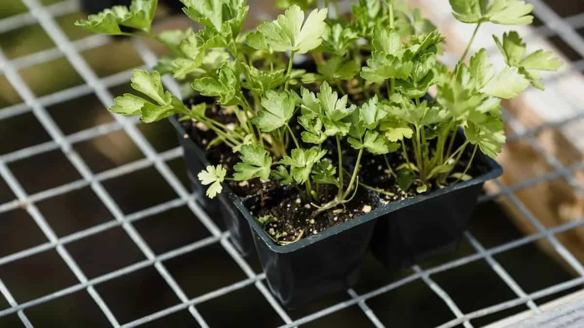 How To Grow Celery From Seed? Growth Hacks And Care Tips