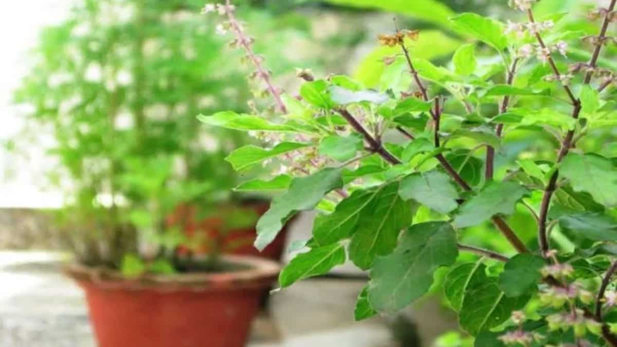 List Of Medicinal Plants That Can Be Grown At Home