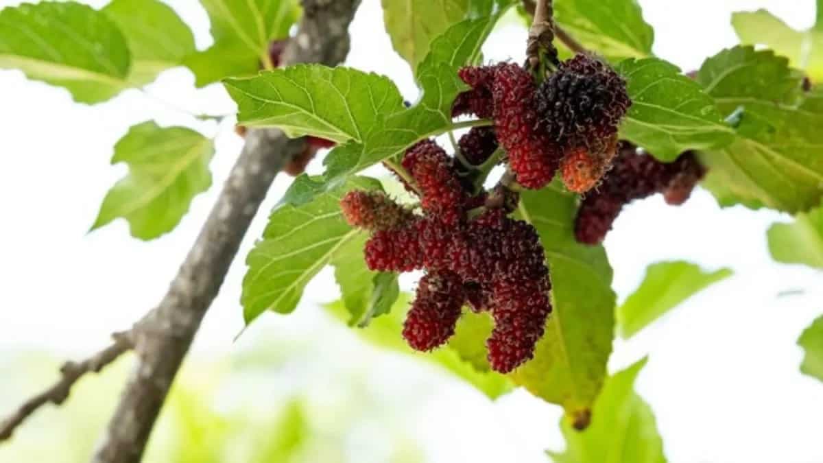 Mulberries 101: Essential Tips To Grow This Tropical Tree