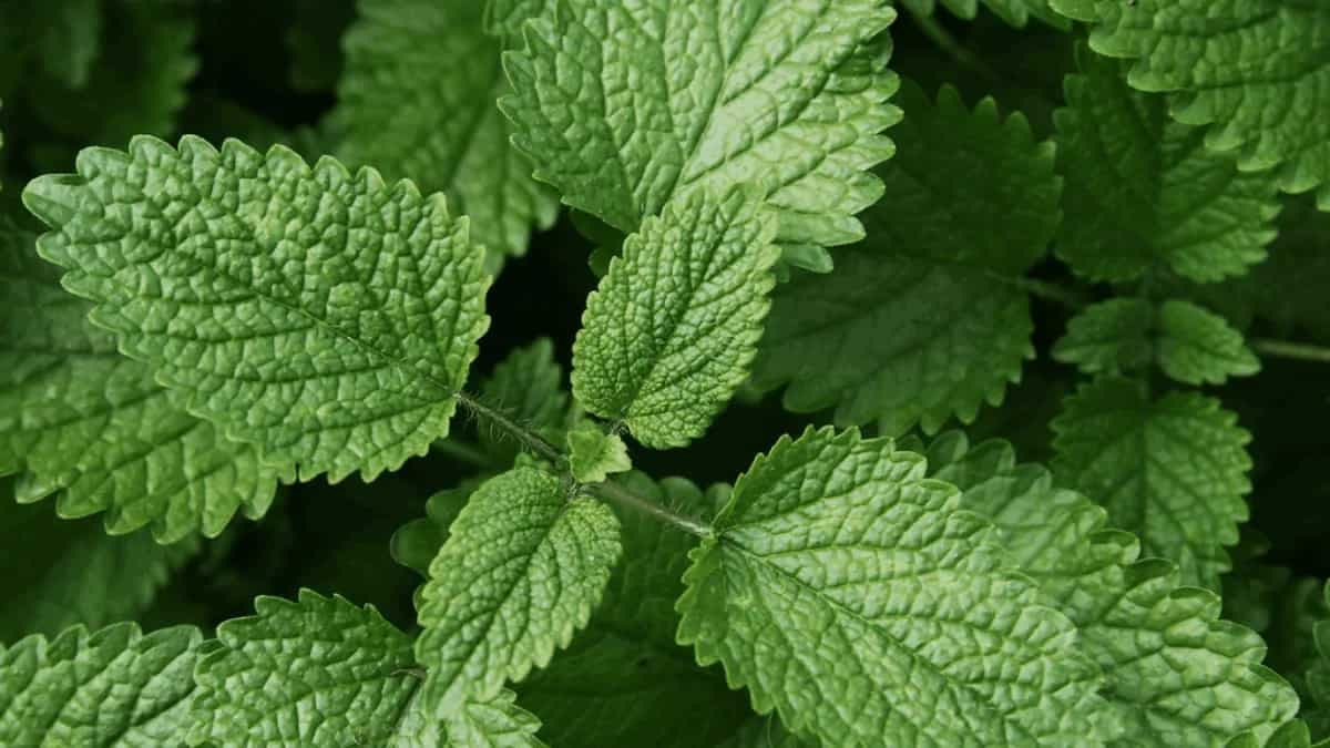 Growing Lemon Balm In Home Garden: Tips For Urban Gardeners