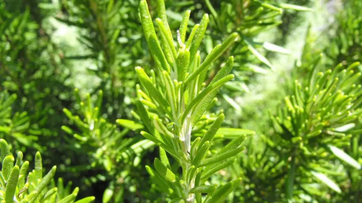 Growing Rosemary At Home: Essential Tips To Keep In Mind 