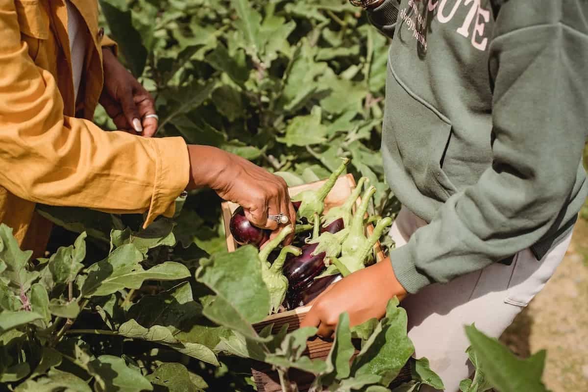 The Future of Healthy Eating: Hyper-Local And Farm-To-Table