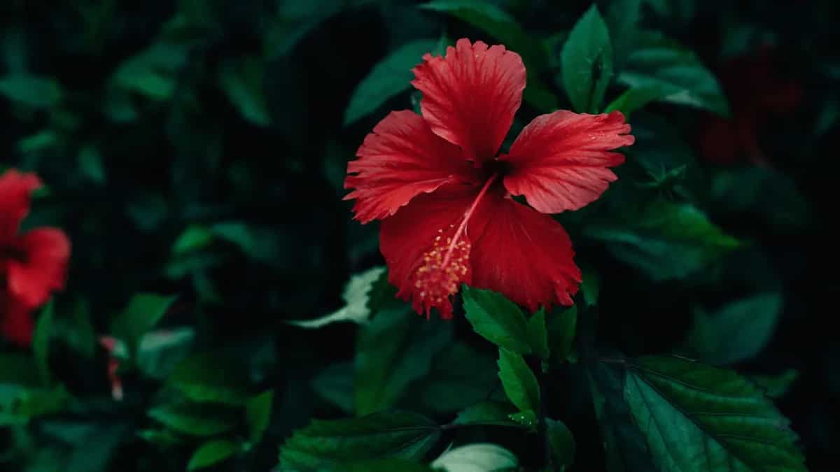 7 Tips To Use Hibiscus Flowers For Hair Growth