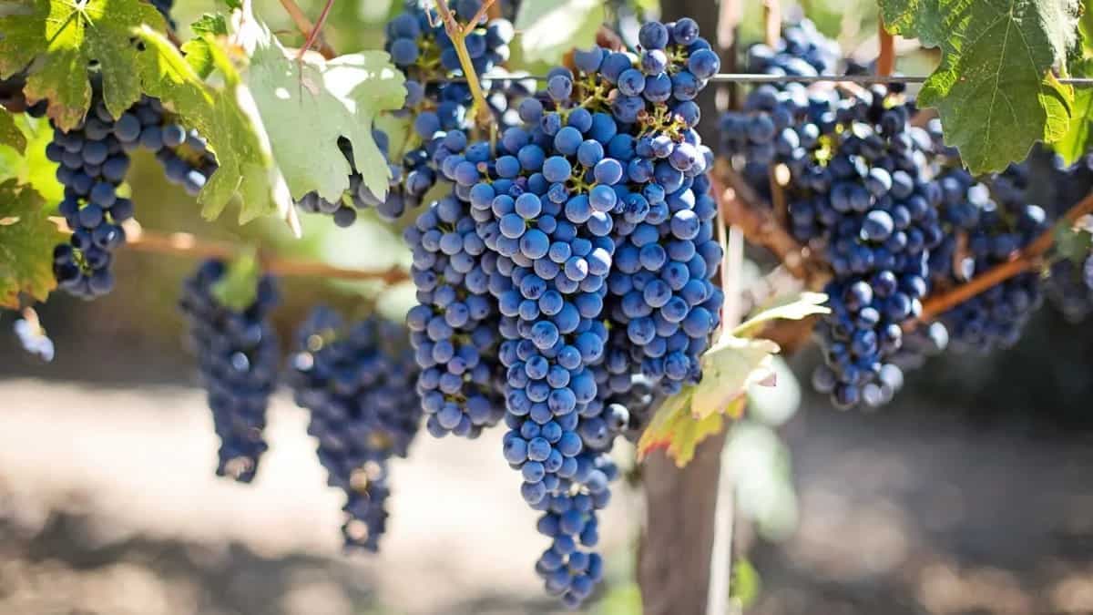 How America Became A Wine-Making Nation: A Brief History